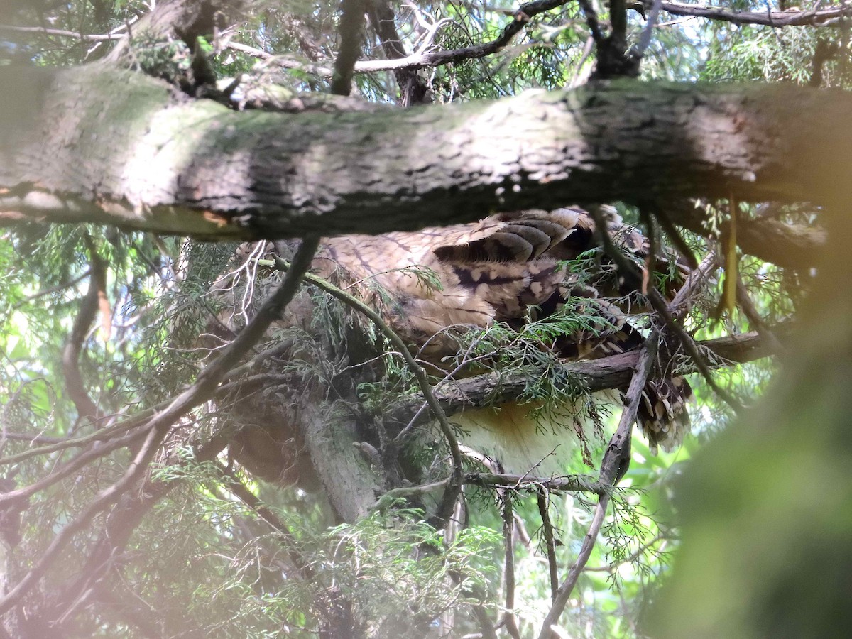 Tawny Fish-Owl - ML637982914
