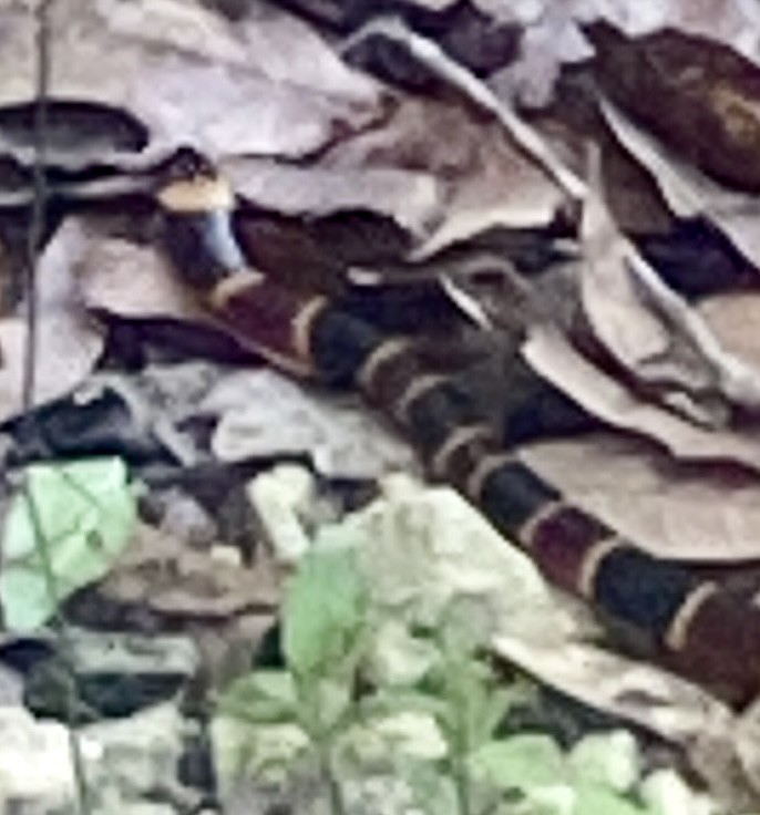 Animals - ML637982919