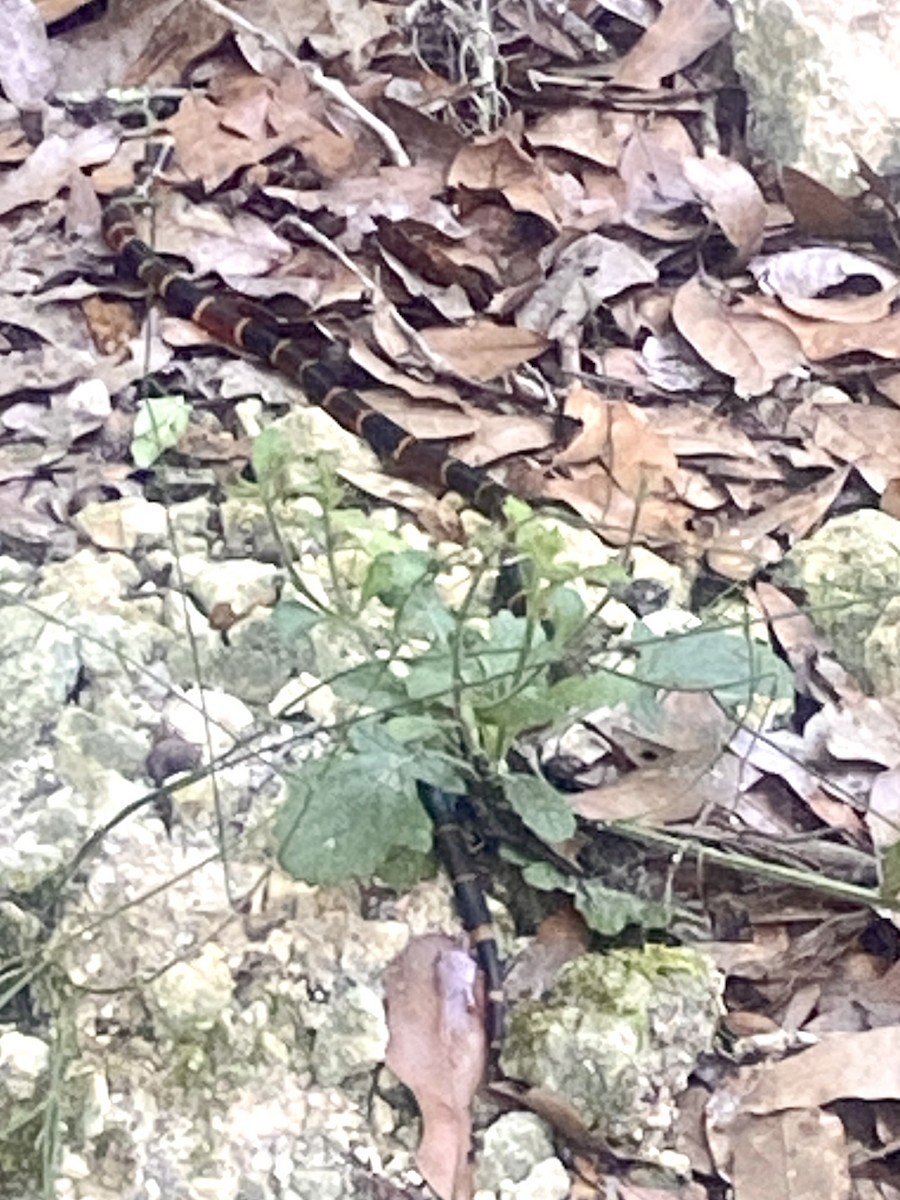 Animals - ML637982920