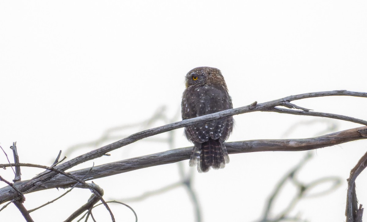 Austral Pygmy-Owl - ML637982952
