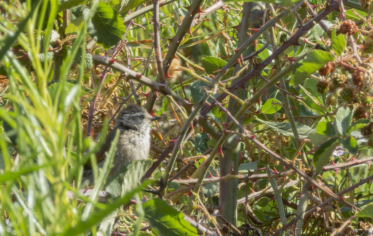 Plain-mantled Tit-Spinetail - ML637982993