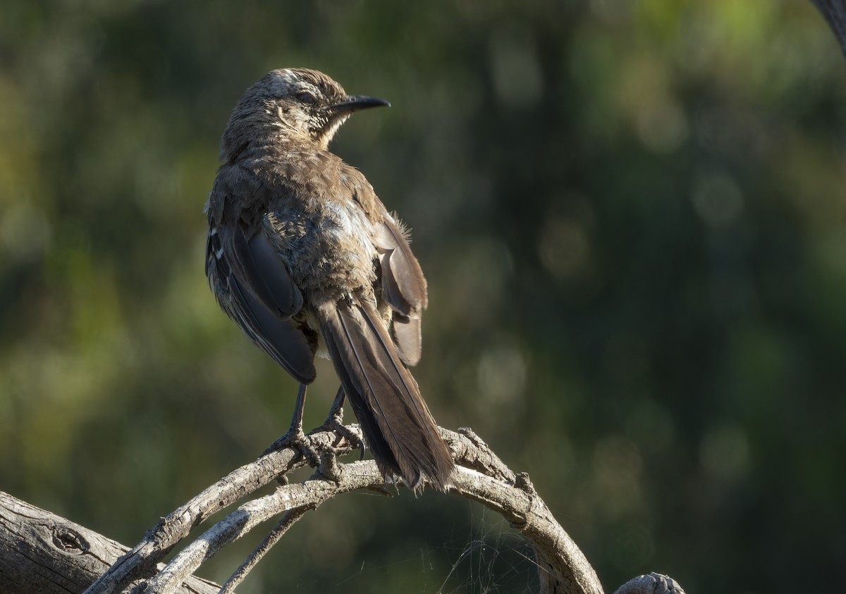 Chilean Mockingbird - ML637983009