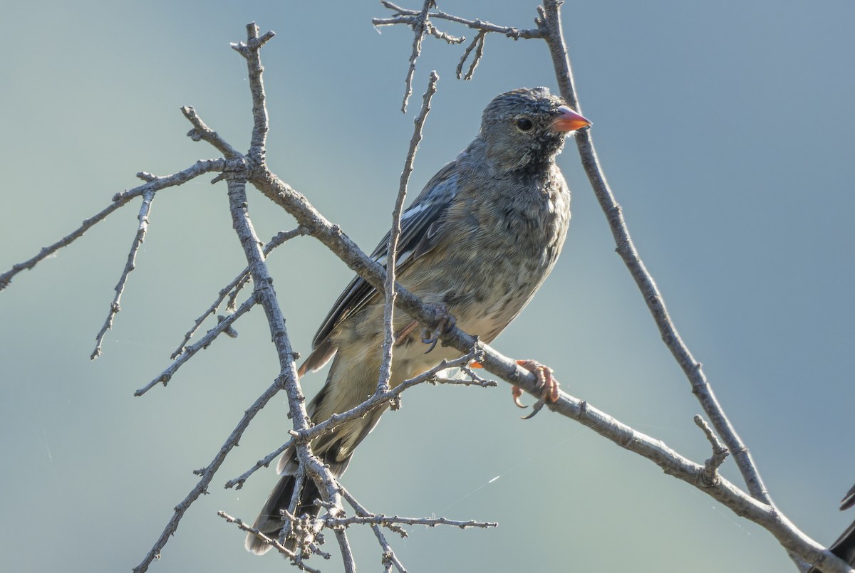 Mourning Sierra Finch - ML637983040
