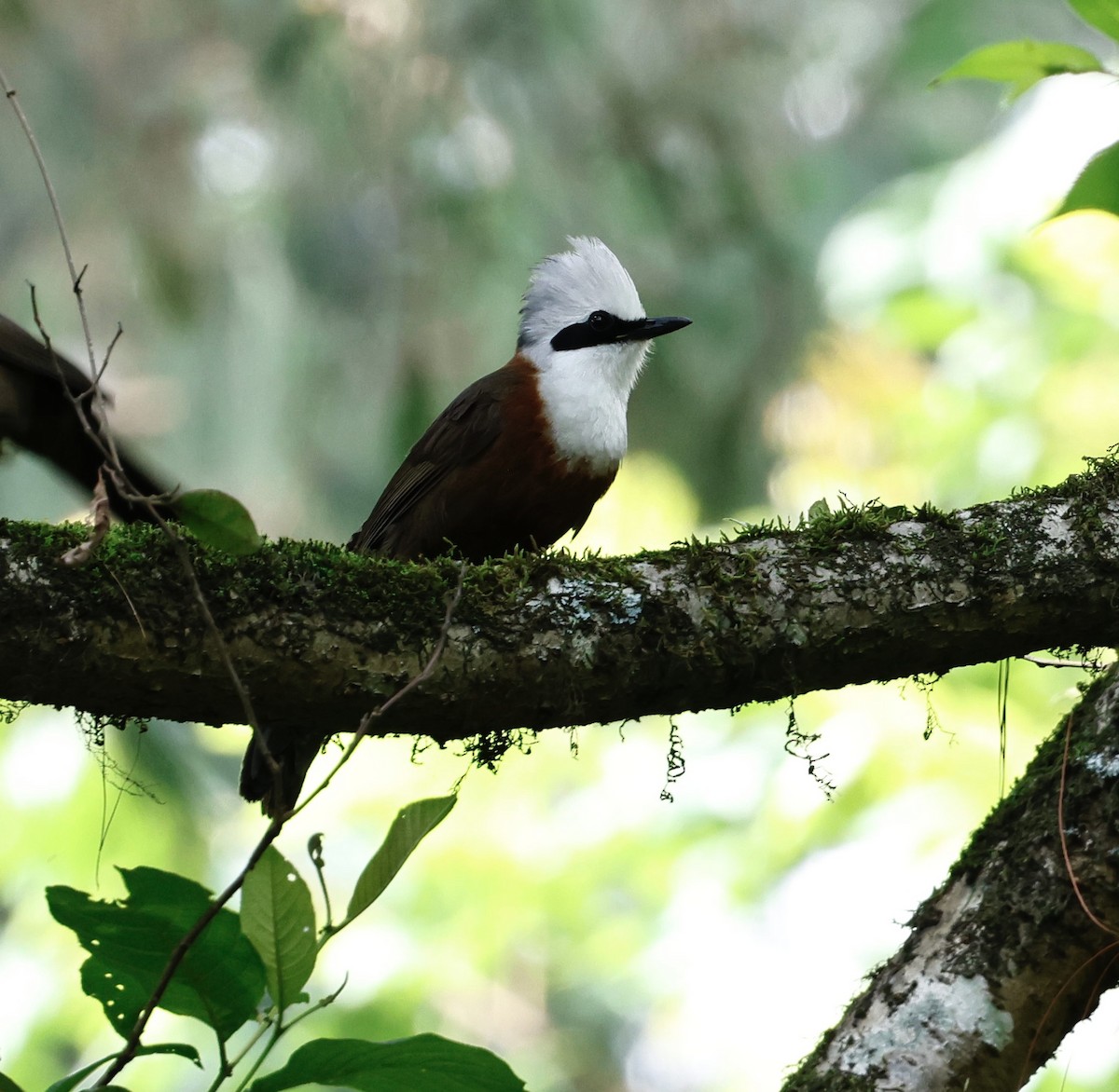 White-crested Laughingthrush - ML637983048