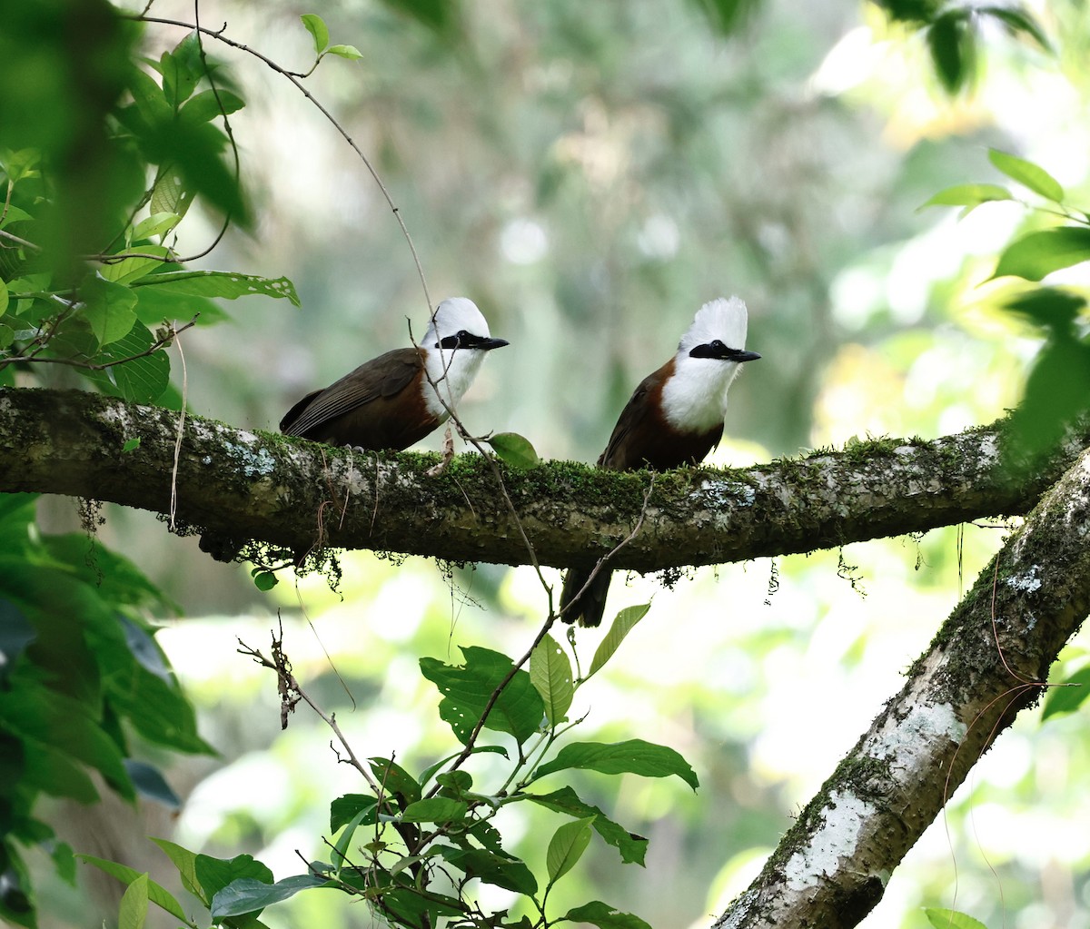 White-crested Laughingthrush - ML637983049