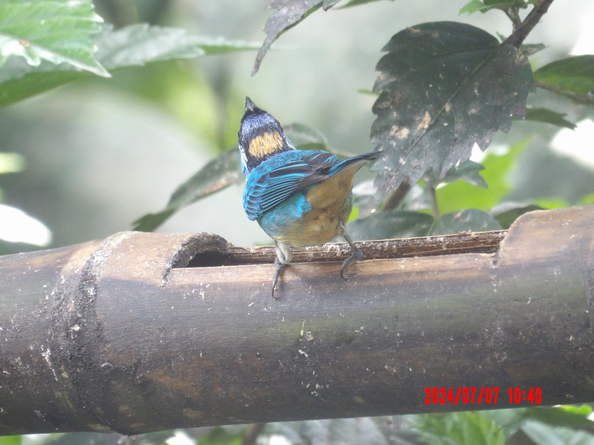 Golden-naped Tanager - ML637983168