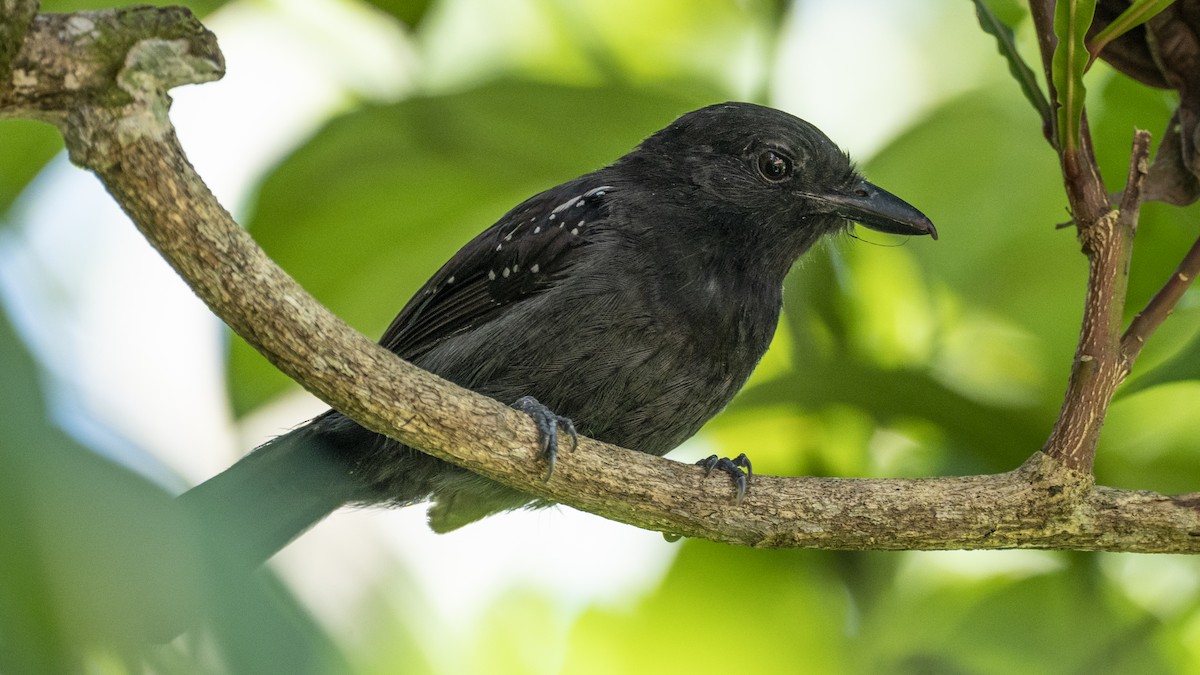 Black-hooded Antshrike - ML637983172