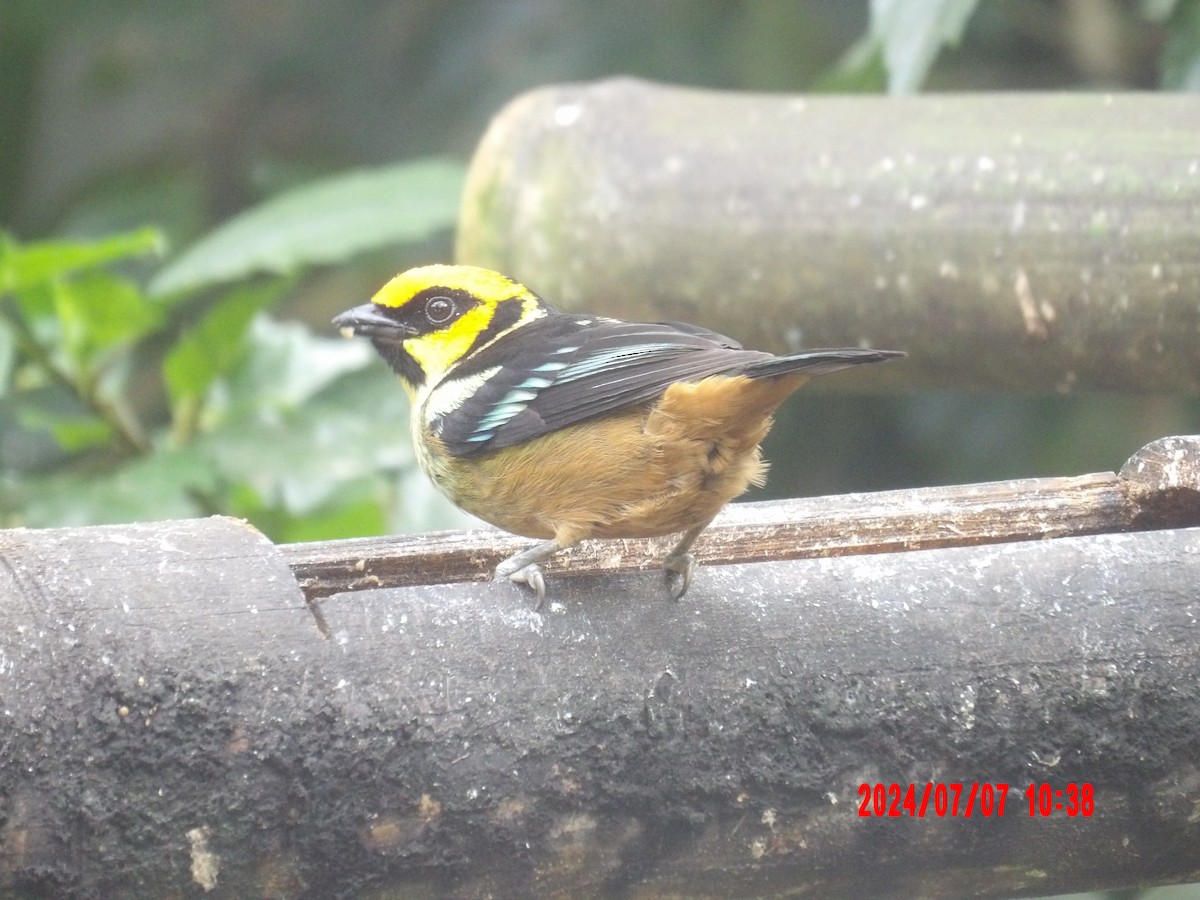 Flame-faced Tanager - ML637983181
