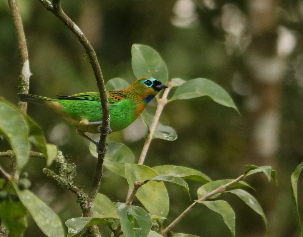 Brassy-breasted Tanager - ML637983221
