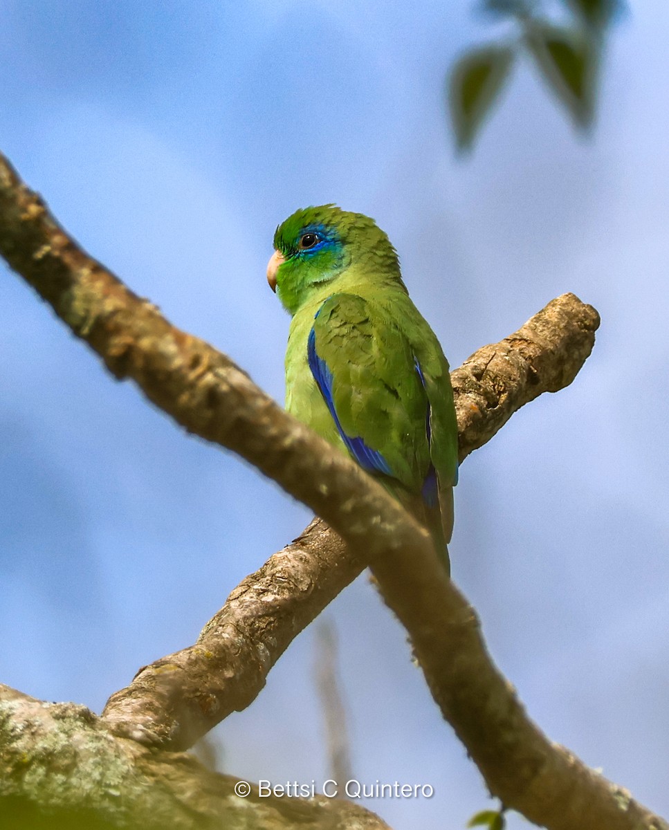 Spectacled Parrotlet - ML637983276
