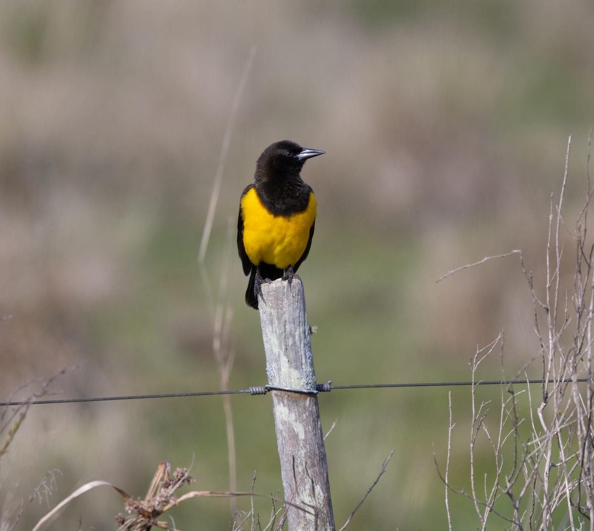 Yellow-rumped Marshbird - ML637983308