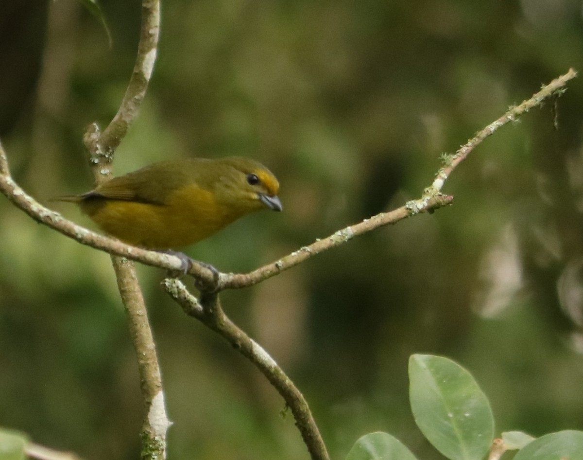 Violaceous Euphonia - ML637983321