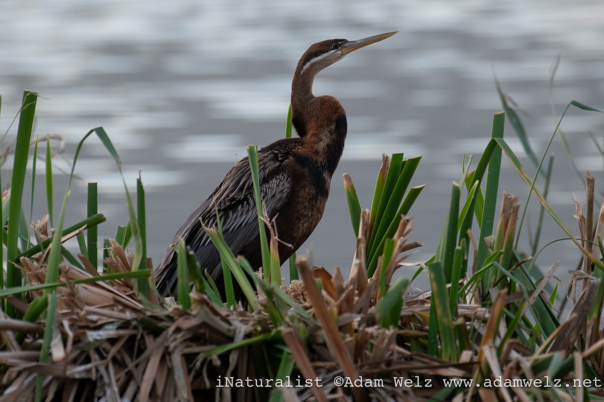 African Darter - ML637983328