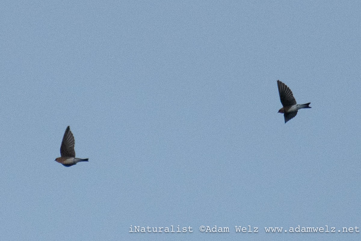 Plain Martin - ML637983342