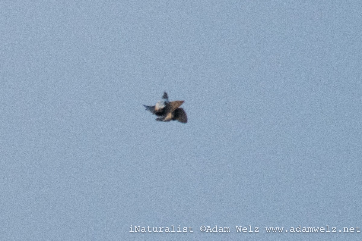 Plain Martin - ML637983344