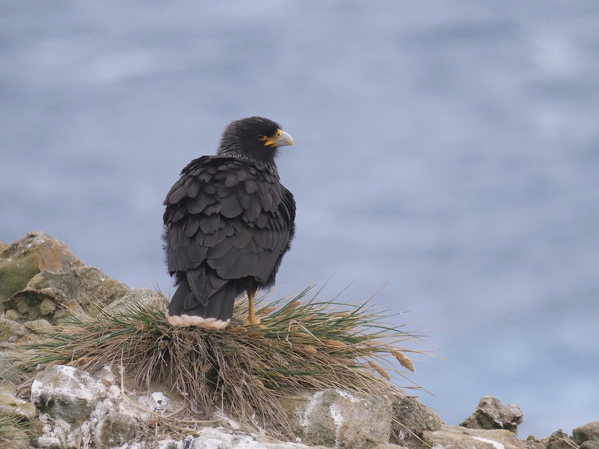 Striated Caracara - ML637983365