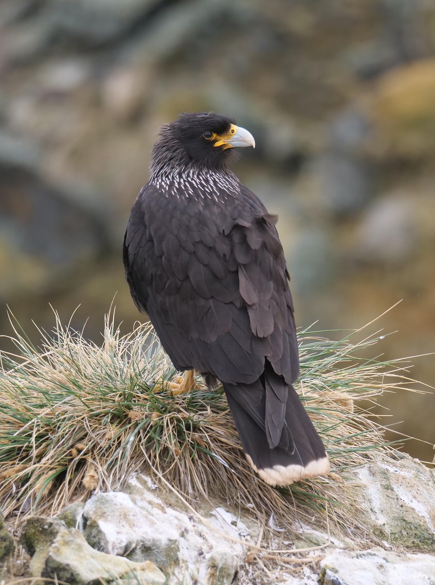 Striated Caracara - ML637983370