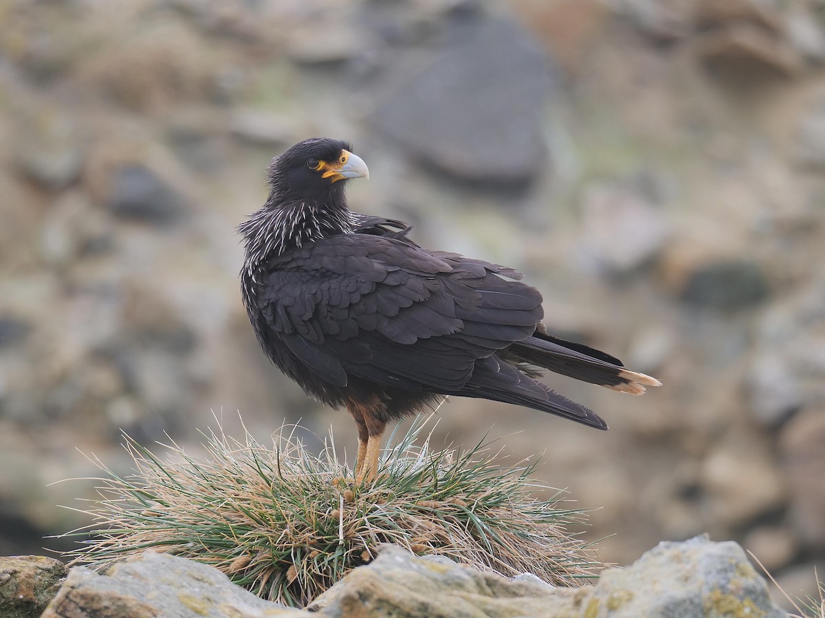 Striated Caracara - ML637983380