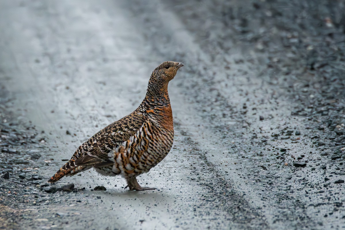 Western Capercaillie - ML637983388