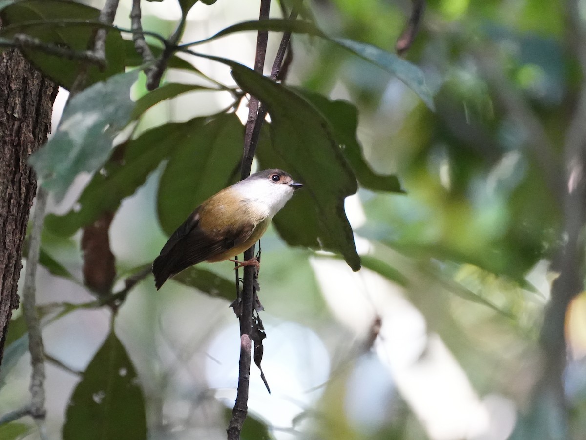 Pale-yellow Robin - ML637983396