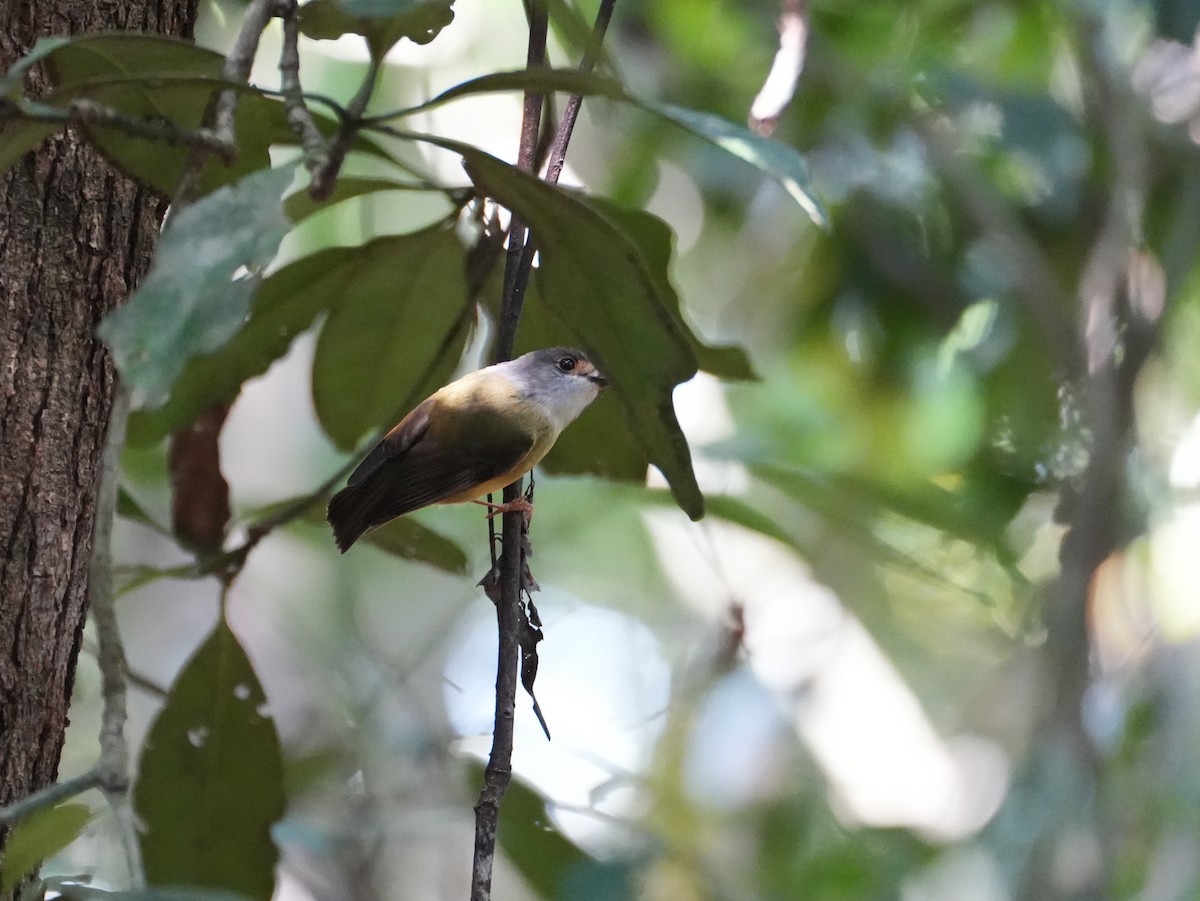 Pale-yellow Robin - ML637983398