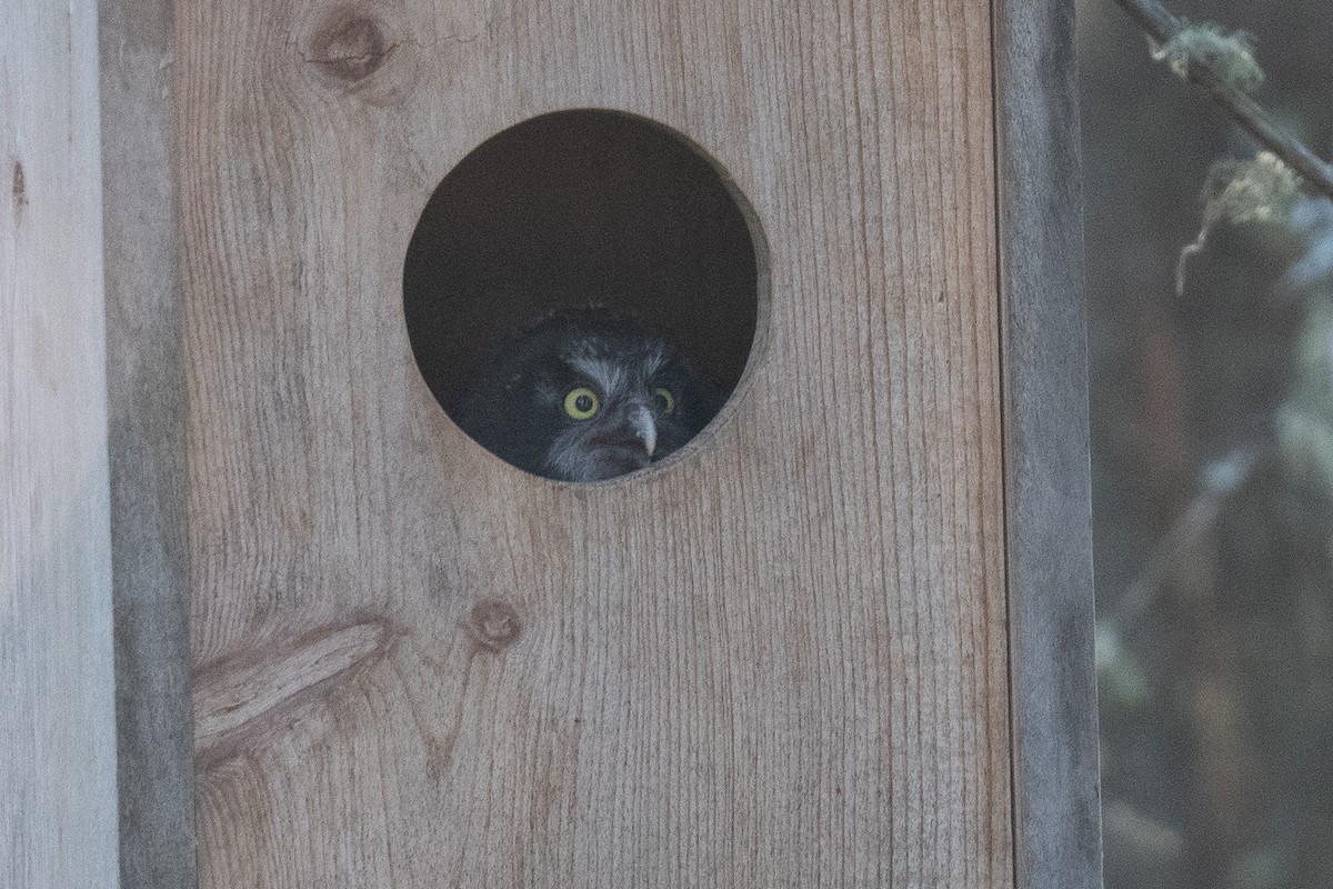 Boreal Owl - ML637983410