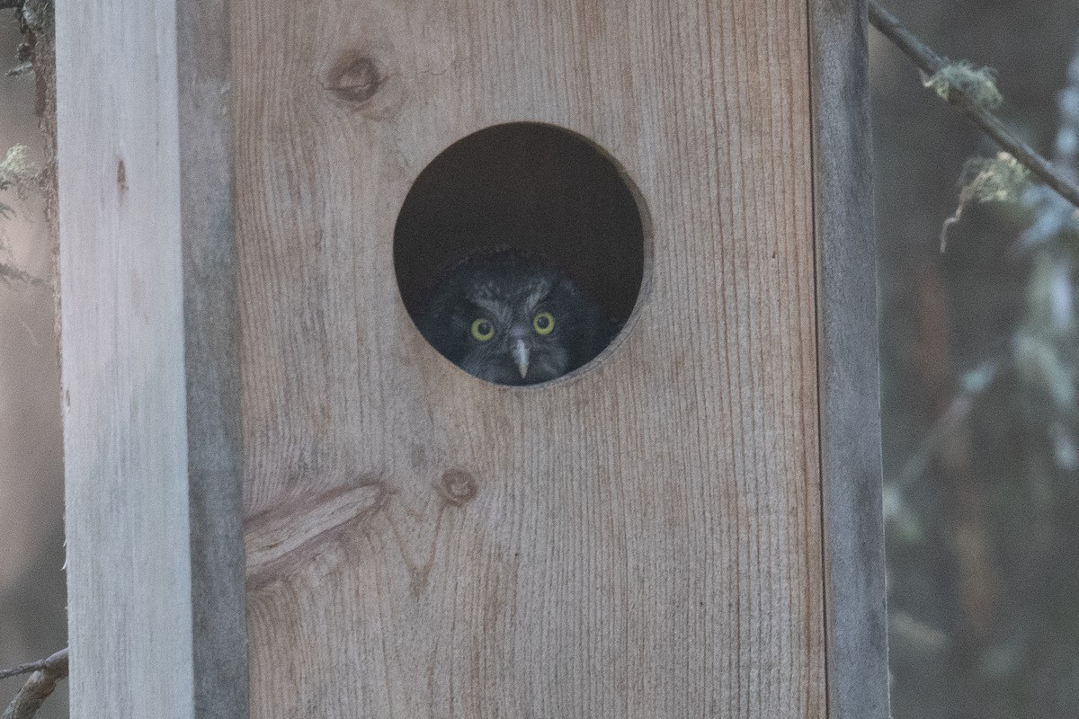 Boreal Owl - ML637983411