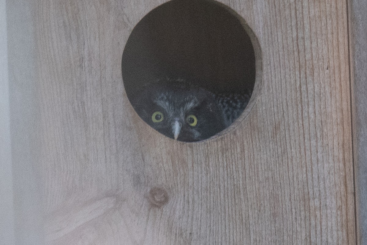 Boreal Owl - ML637983412