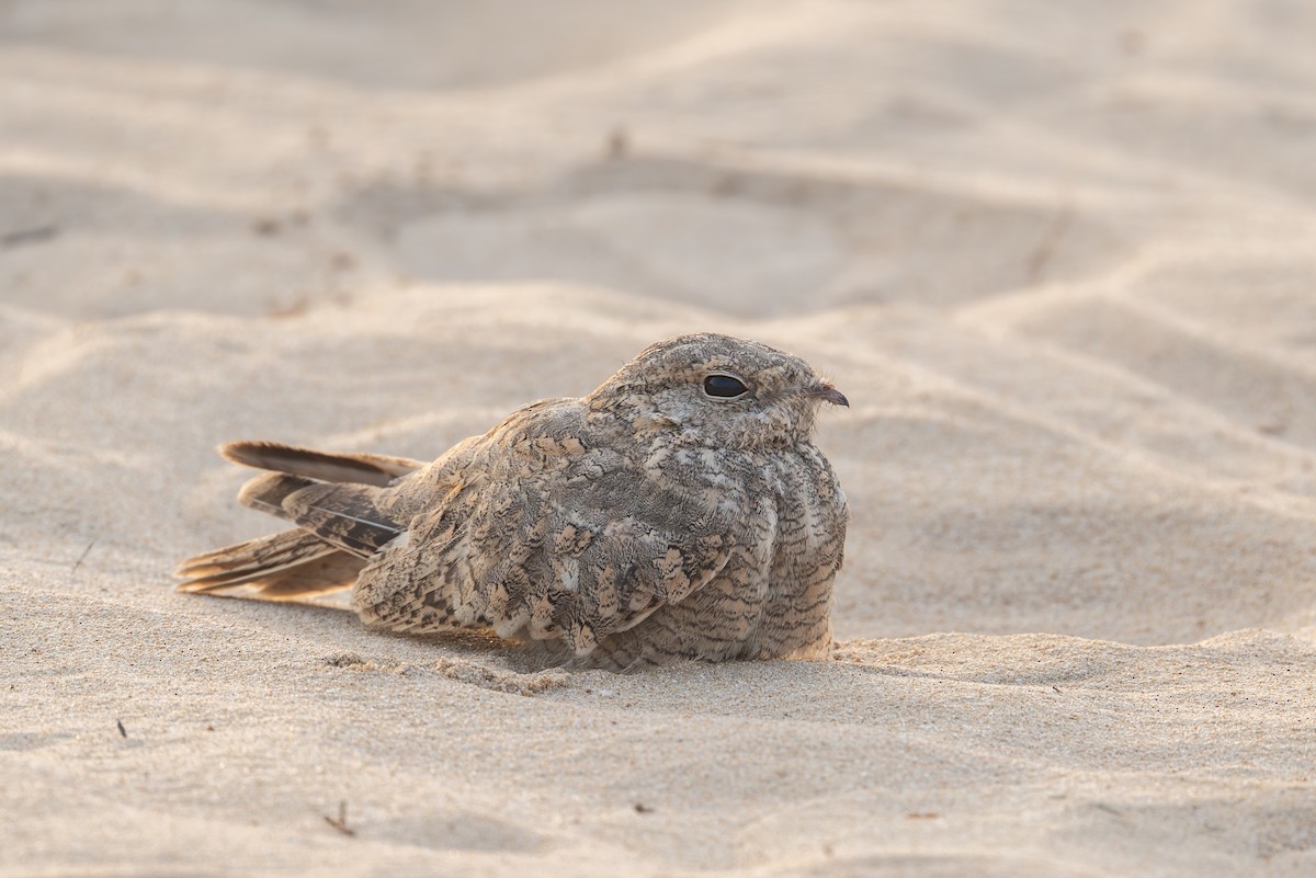 Egyptian Nightjar - ML637983419