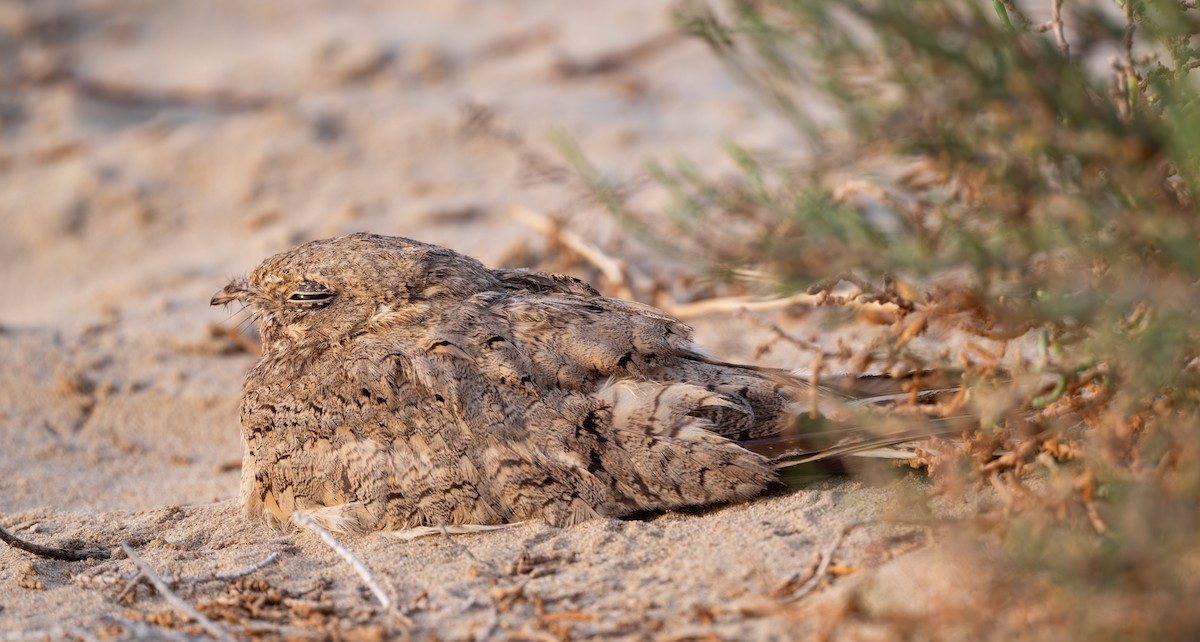 Egyptian Nightjar - ML637983420