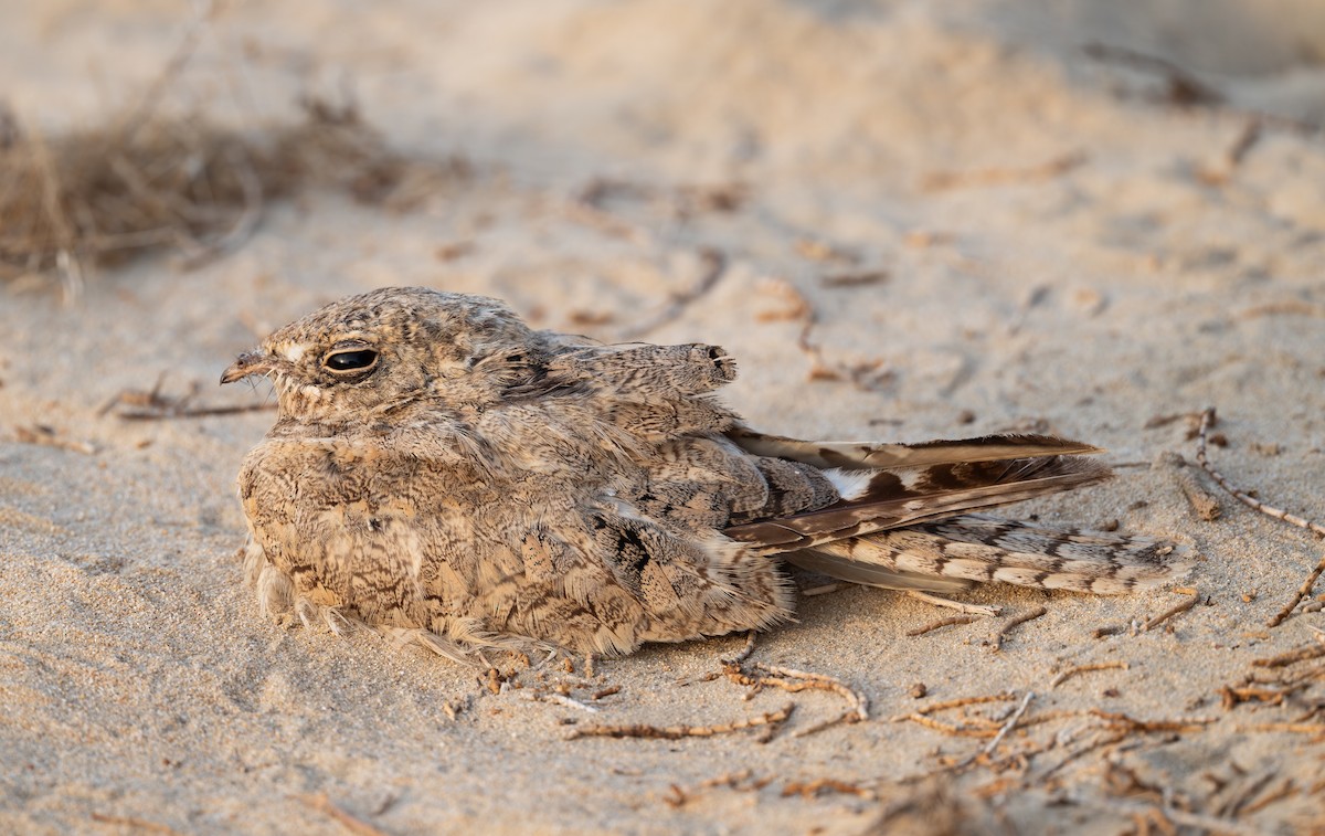 Egyptian Nightjar - ML637983421