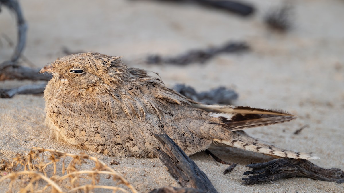 Egyptian Nightjar - ML637983423