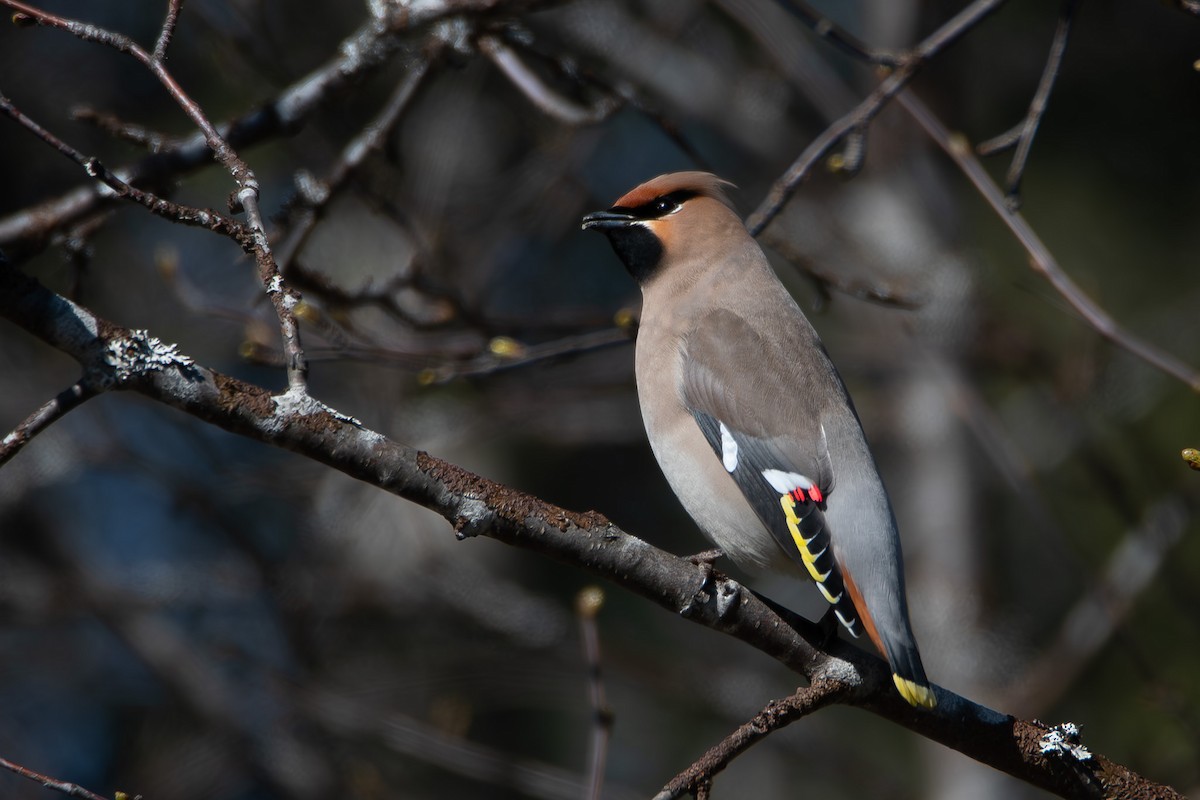 Bohemian Waxwing - ML637983429