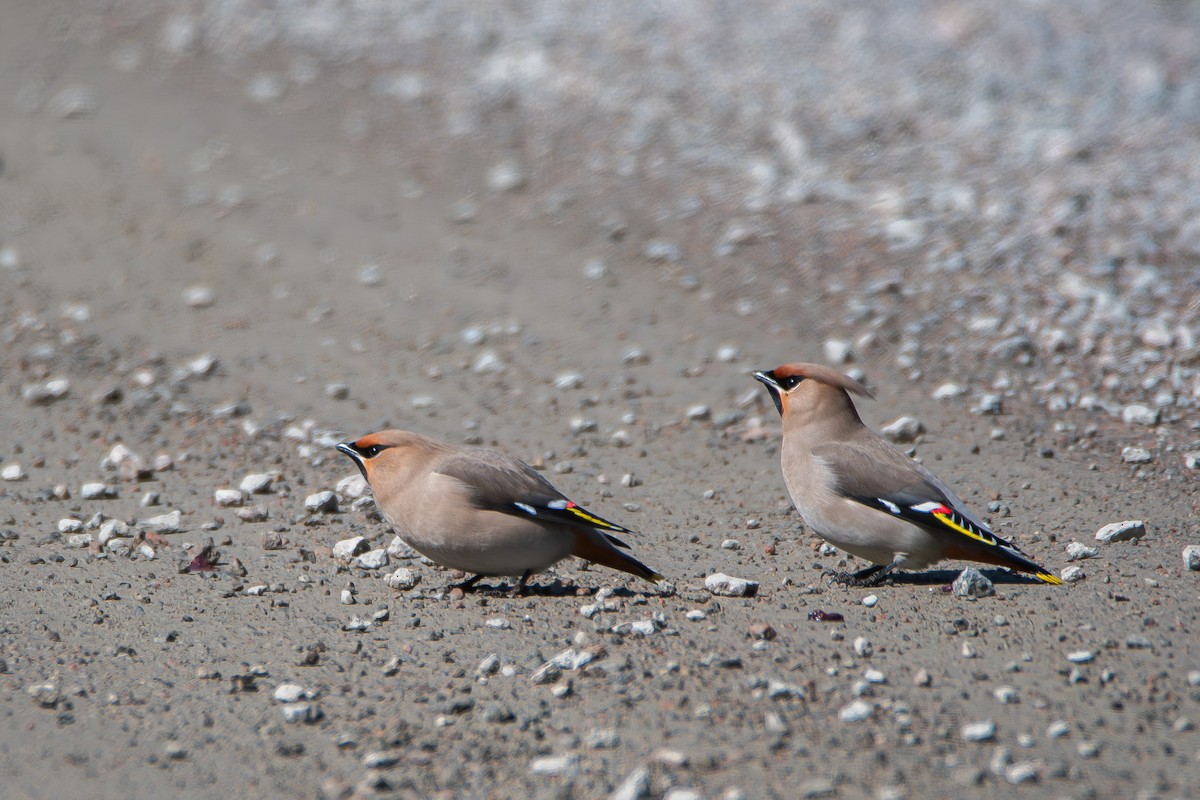 Bohemian Waxwing - ML637983431