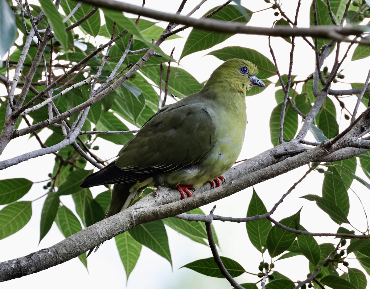 Wedge-tailed Green-Pigeon - ML637983446