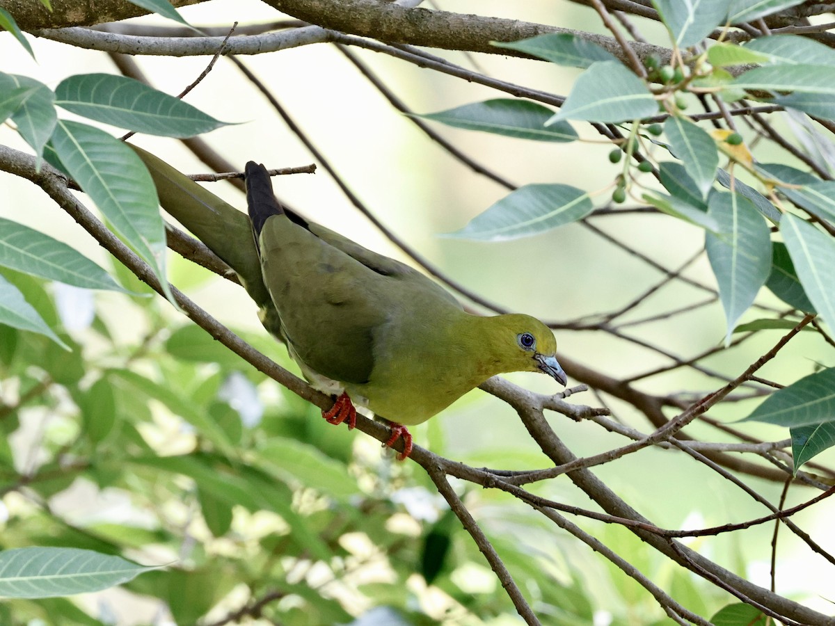 Wedge-tailed Green-Pigeon - ML637983447