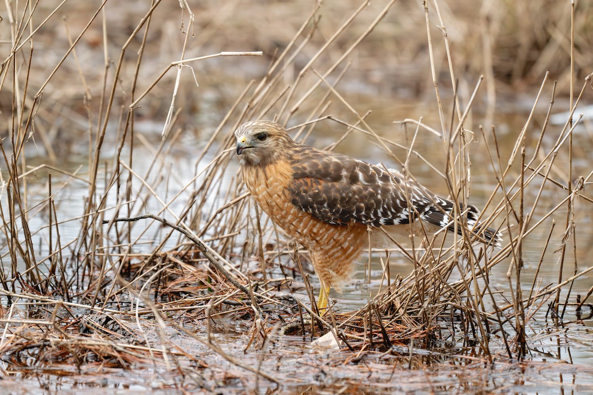 rødvingevåk (lineatus gr.) - ML637983449