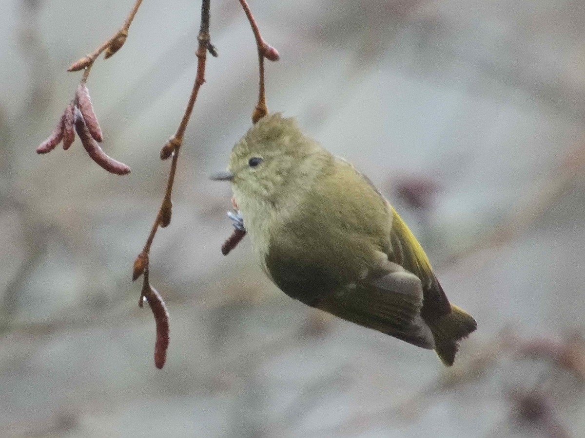 Yellow-browed Tit - ML637983456