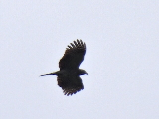 Hook-billed Kite - ML637983470