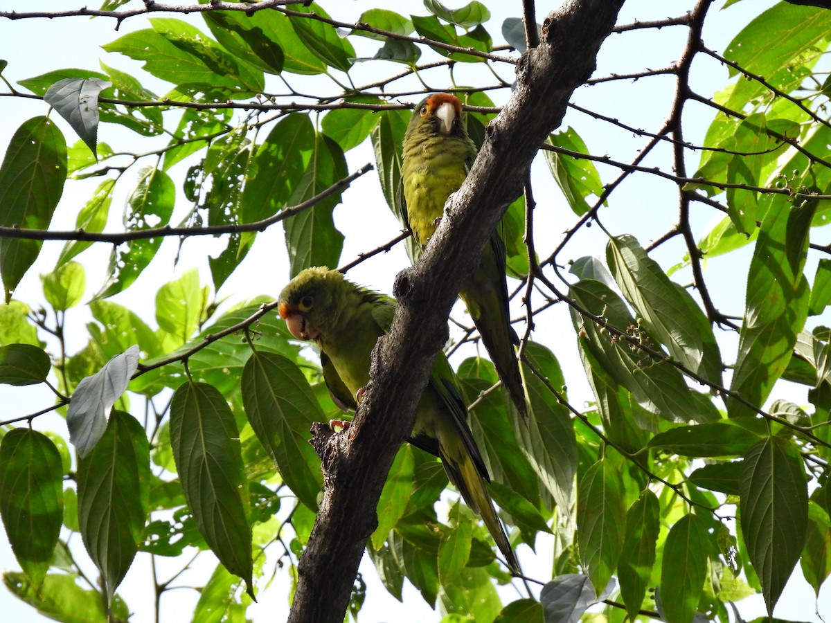 メキシコインコ - ML637983473