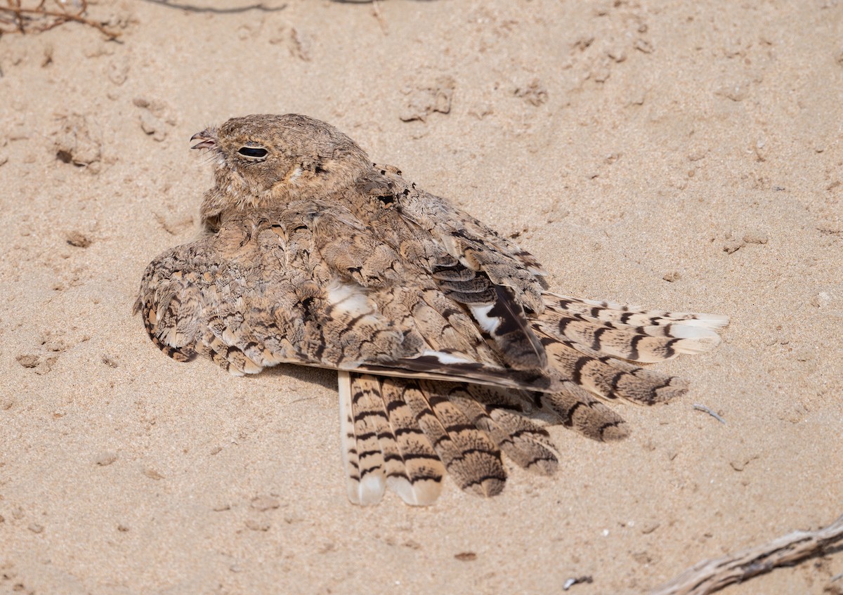 Egyptian Nightjar - ML637983474