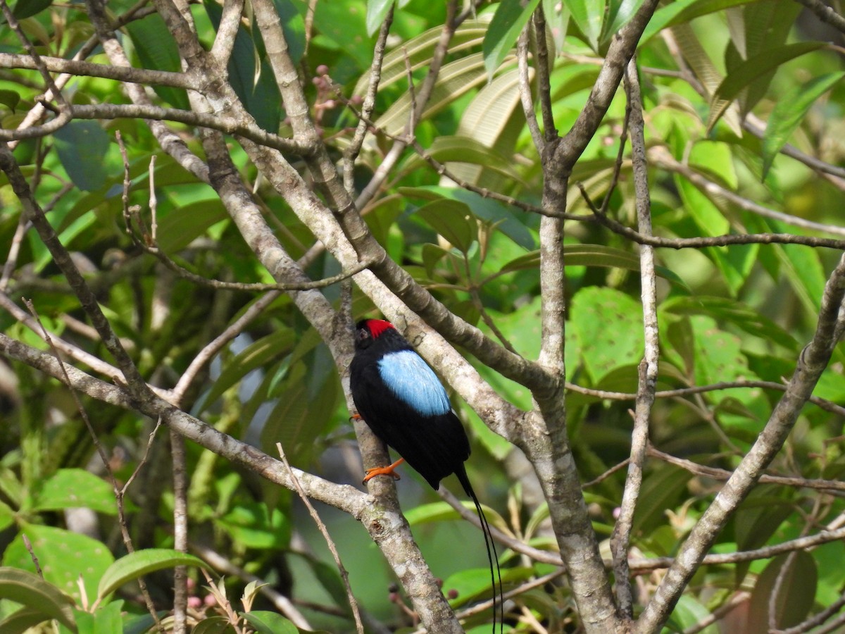 Long-tailed Manakin - ML637983485