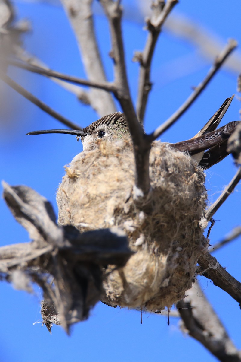 オアシスハチドリ - ML637983491