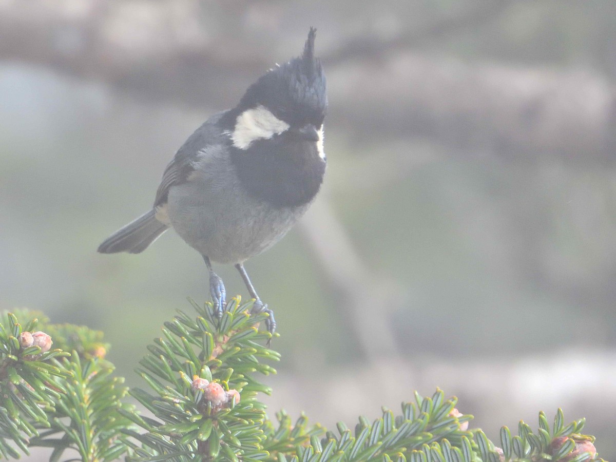 Rufous-vented Tit - ML637983549