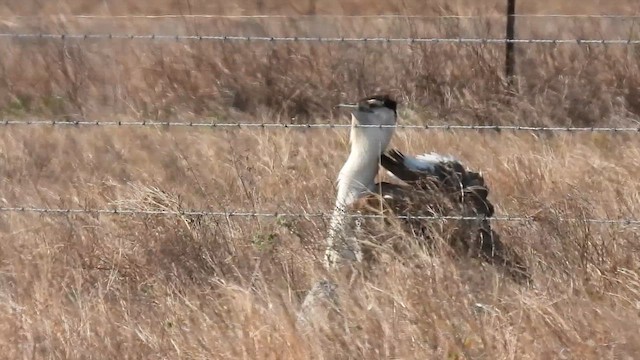 Australian Bustard - ML637983554