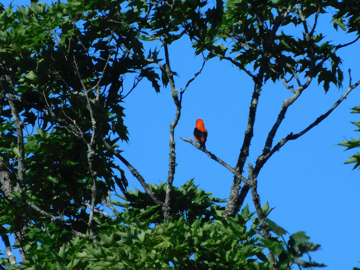 Scarlet Tanager - ML637983574