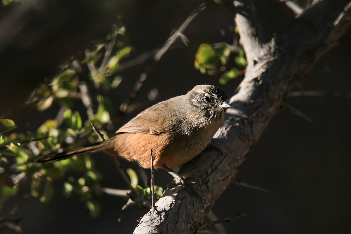 Dusky-tailed Canastero - ML637983595