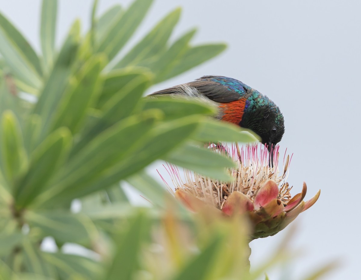 Greater Double-collared Sunbird - ML637983597