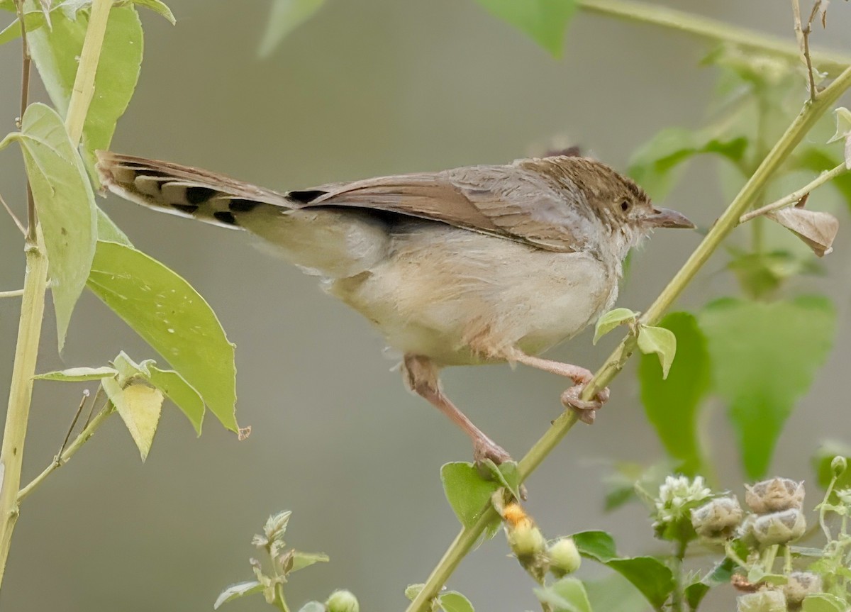 Bubbling Cisticola - ML637983639