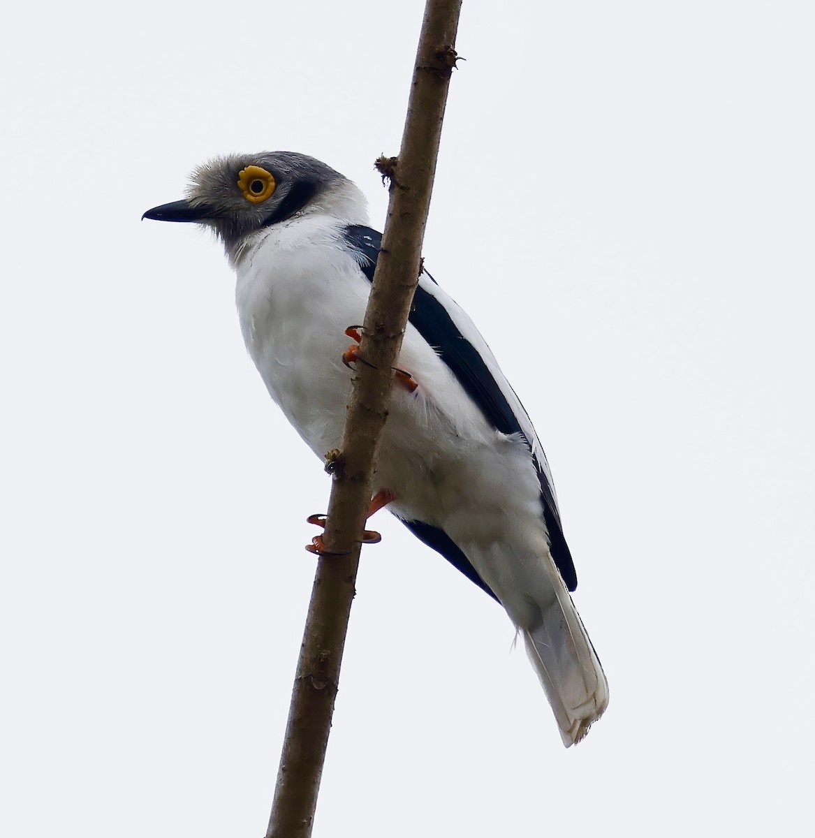 Bagadais casqué (groupe poliocephalus) - ML637983654